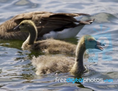 Beautiful Isolated Photo Of Chicks Of The Canada Goose Stock Photo