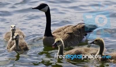 Beautiful Isolated Photo Of Chicks Of The Canada Goose In The Lake Stock Photo
