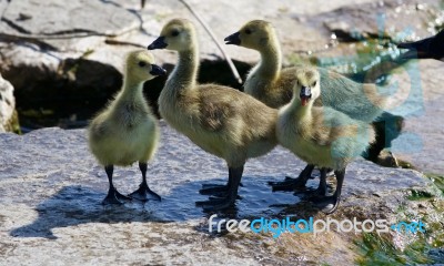 Beautiful Isolated Photo Of Four Small Chicks Of The Canada Geese Stock Photo