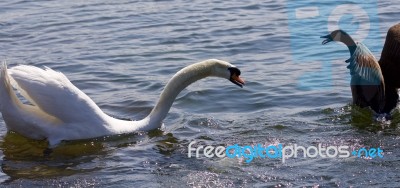 Beautiful Isolated Photo Of The Amazing Fight Between The Canada Goose And The Swan Stock Photo