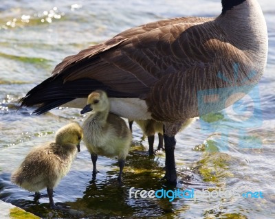 Beautiful Isolated Photo Of The Chicks Of The Canada Goose Under Defence Of Their Mom Stock Photo