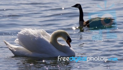 Beautiful Isolated Photo Of The Contest Between The Swan And The Canada Goose Stock Photo