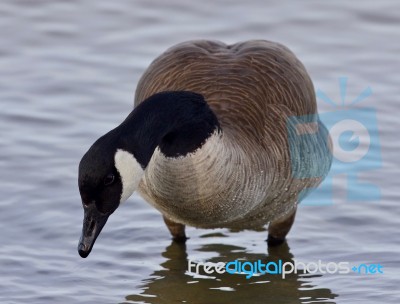 Beautiful Isolated Photo With A Cute Canada Goose In The Lake Stock Photo