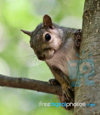 Beautiful Isolated Photo With A Funny Cute Squirrel On A Tree Stock Photo