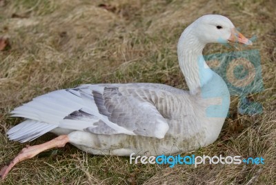 Beautiful Isolated Photo With A Strong Confident Snow Goose Laying On The Grass Field Stock Photo