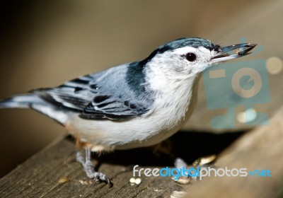 Beautiful Isolated Photo With A White-breasted Nuthatch Bird Stock Photo