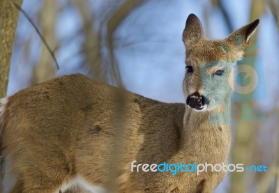 Beautiful Isolated Photo With A Young Wild Deer In The Forest Stock Photo