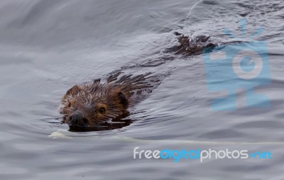 Beautiful Isolated Picture Of A Beaver Swimming In The Lake Stock Photo