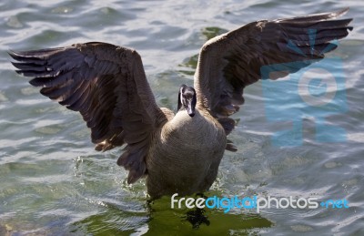 Beautiful Isolated Picture Of A Canada Goose With The Opened Wings Stock Photo