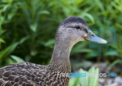 Beautiful Isolated Picture Of A Duck On A Grass Field Stock Photo