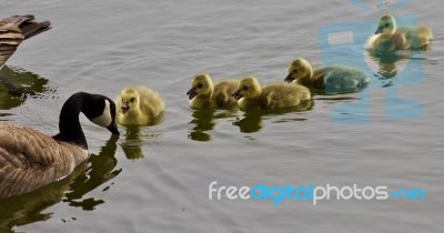 Beautiful Isolated Picture Of A Young Family Of Canada Geese Swimming Stock Photo