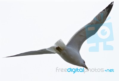 Beautiful Isolated Picture Of The Flying Gull Stock Photo