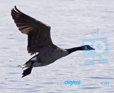 Beautiful Isolated Picture With A Canada Goose Taking Off From The Water Stock Photo