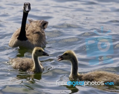 Beautiful Isolated Picture With A Family Of The Canada Geese Stock Photo