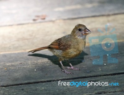 Beautiful Isolated Picture With A Funny Bird On The Wooden Floor… Stock Photo