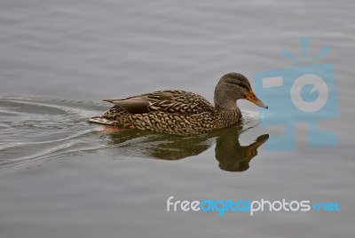 Beautiful Isolated Picture With A Mallard Swimming Stock Photo