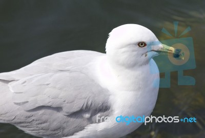 Beautiful Isolated Picture With A Ring-billed Gull Stock Photo