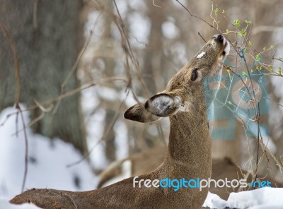 Beautiful Isolated Picture With A Wild Deer Eating Leaves In The Snowy Forest Stock Photo