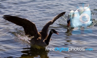 Beautiful Isolated Picture With The Canada Goose Running Away From The Angry Mute Swan Stock Photo
