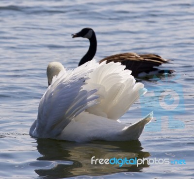 Beautiful Isolated Picture With The Contest Between The Swan And The Canada Goose Stock Photo