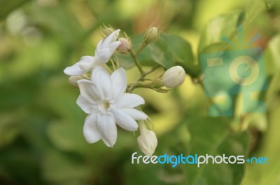 Beautiful Jasmine Flowers Green Leaves Background Stock Photo