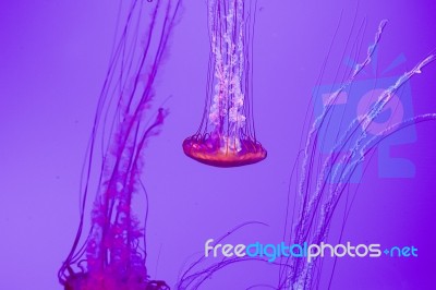 Beautiful Jellyfish Movement Stock Photo