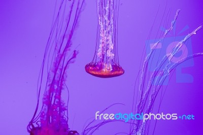 Beautiful Jellyfish Movement Stock Photo