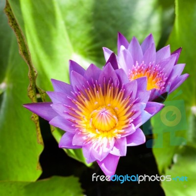 Beautiful Lotus Flower. Saturated Colors And Vibrant Detail Make… Stock Photo