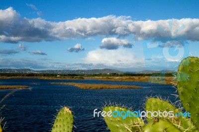 Beautiful Marshlands Stock Photo