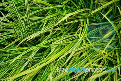 Beautiful Natural Leaves Of Chlorophytum Comosum Plant Stock Photo Beautiful Natural Leaves Of Chlorophytum Comosum Plant Stock Photo