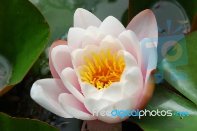 Beautiful Nenufar Plant/flower Stock Photo