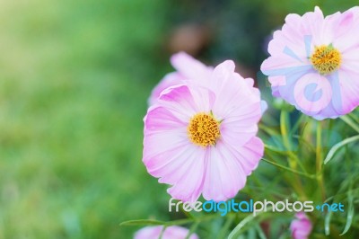 Beautiful Of Pink Cosmos Stock Photo