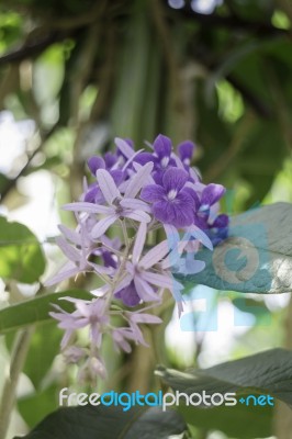 Beautiful Of Purple Petrea Volubilis Flower Nature Background Stock Photo