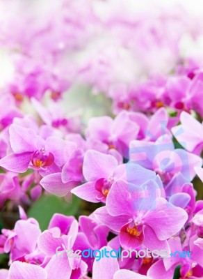 Beautiful Of Tropical Orchid Flower Blooming Show Shallow Depth Stock Photo