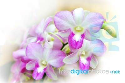 Beautiful Orchid Stock Photo