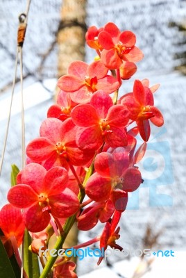 Beautiful Orchid In Garden Stock Photo