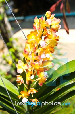 Beautiful Orchid In Garden Stock Photo