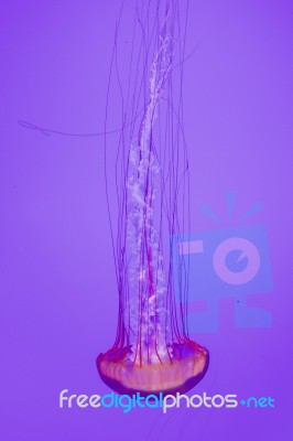 Beautiful Pacific Sea Nettle Stock Photo