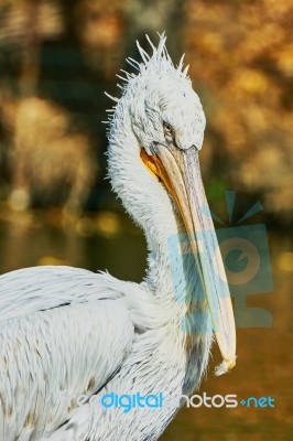 Beautiful Pelican In Zoo Stock Photo