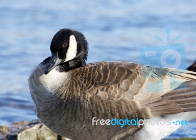 Beautiful Photo Of A Canada Goose Near The Water Stock Photo
