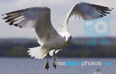 Beautiful Photo Of A Flying Gull Stock Photo