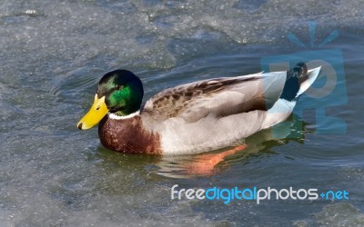 Beautiful Photo Of A Mallard Swimming In Icy Lake Stock Photo