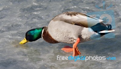 Beautiful Photo Of A Mallard Walking On Ice Stock Photo