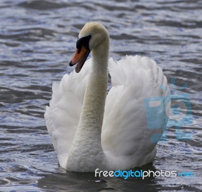 Beautiful Photo Of A Screaming Swan Stock Photo