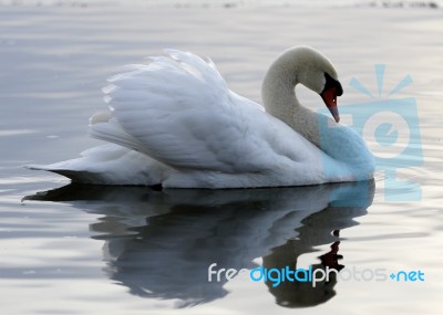Beautiful Photo Of A Swan In The Calm Water Stock Photo