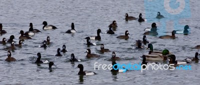 Beautiful Photo Of A Swarm Of Ducks In The Lake Stock Photo