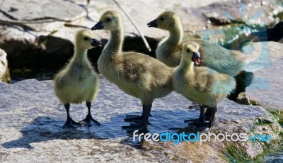 Beautiful Photo Of Four Small Chicks Of The Canada Geese Stock Photo