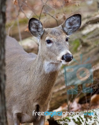 Beautiful Photo Of The Cute Deer In The Forest Stock Photo