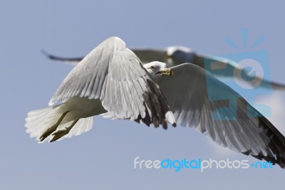 Beautiful Photo Of The Flying Gulls Stock Photo
