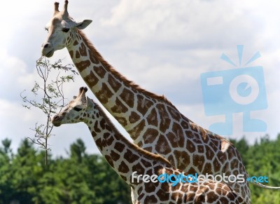Beautiful Photo Of Two Cute Giraffes Eating Leaves Stock Photo